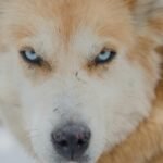 A striking close-up of a blue-eyed husky staring intensely, set in a snowy background.