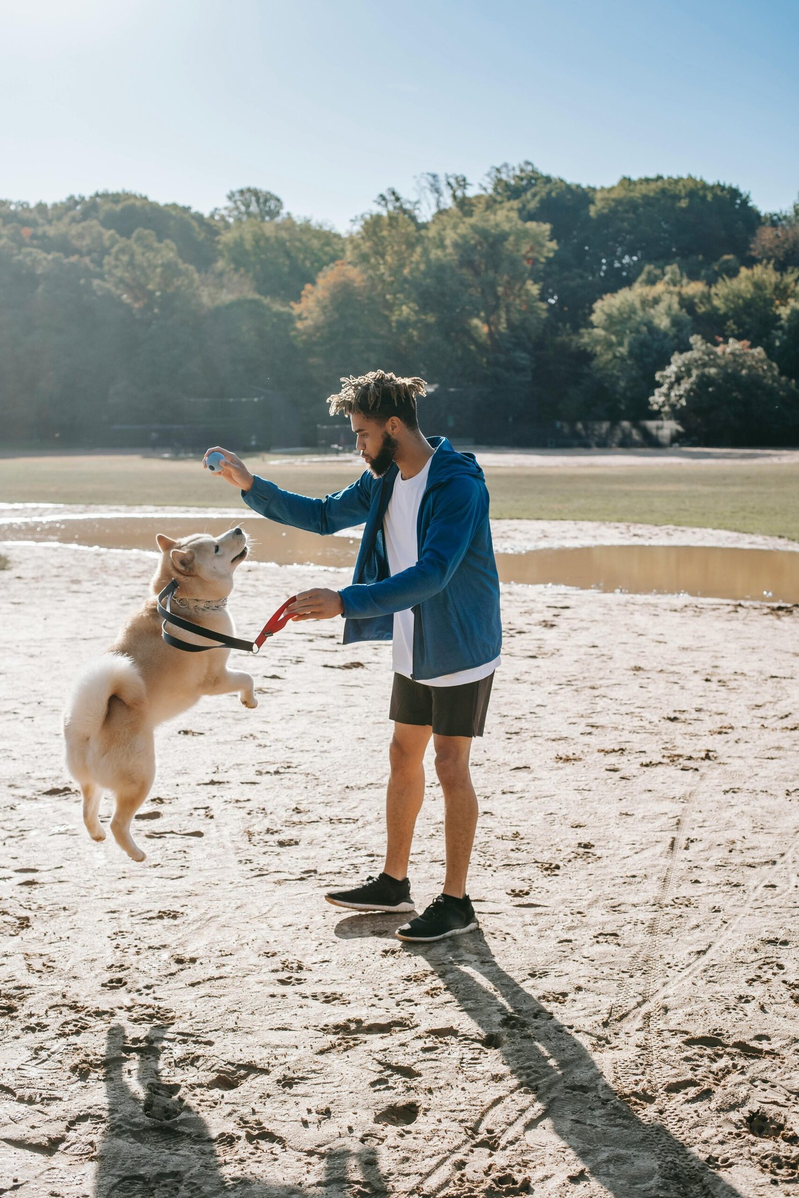 Young unshaven ethnic male owner with dreadlocks and ball taming West Siberian Laika against lush trees in back lit