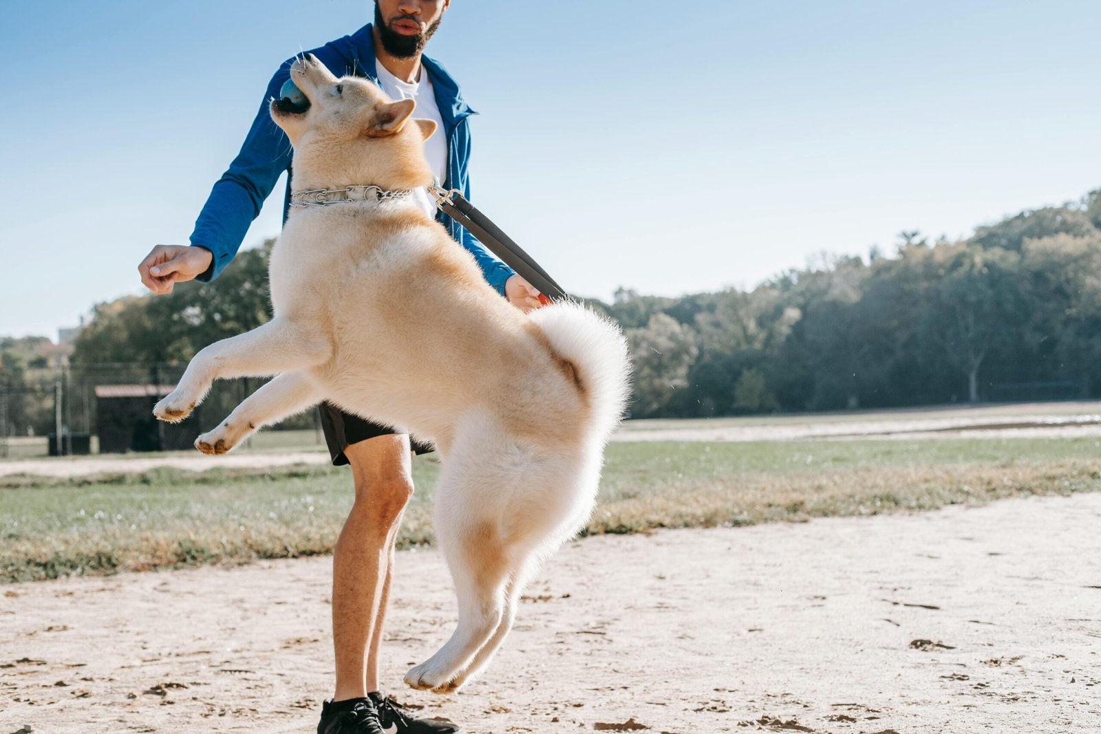 An adult man sharing training tips with his fluffy West Siberian Laika dog outdoors in a sunny park setting.