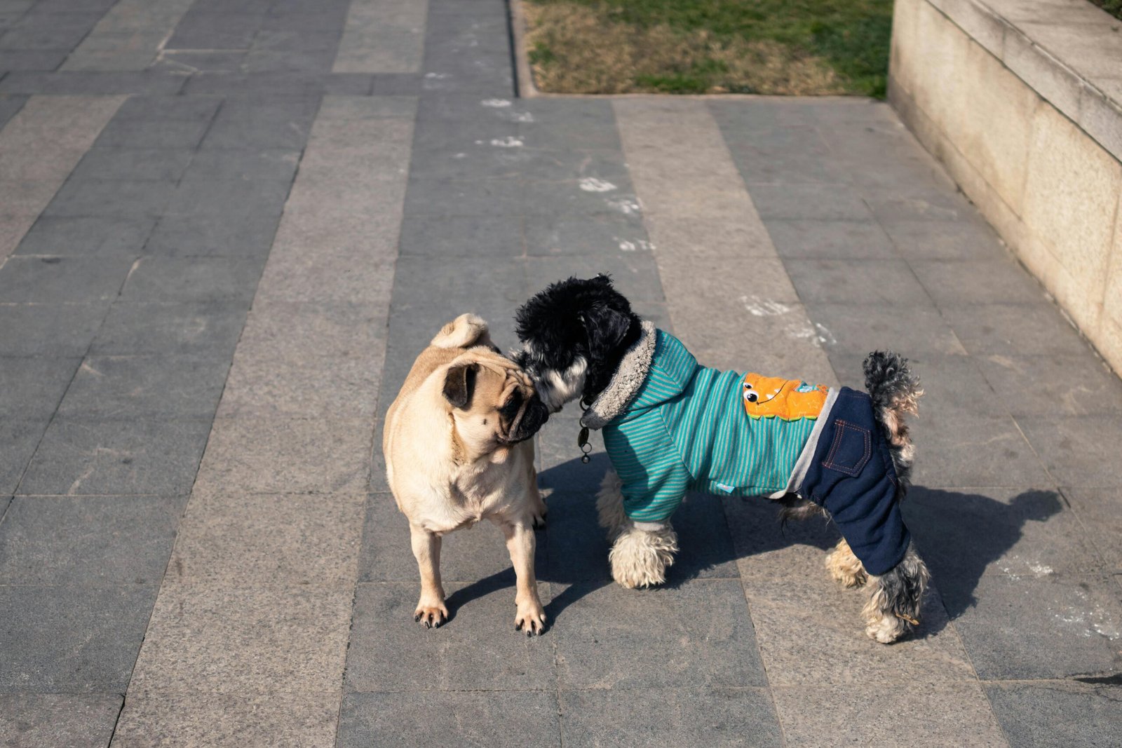 A pug and a small dog in clothes interacting playfully on a sunny sidewalk.