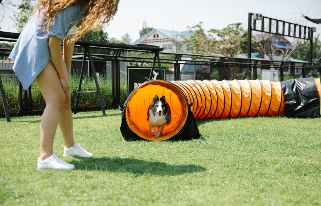 Crop woman in casual clothes looking down at funny dog running through playing tunnel during training on green field. Awesome dog training tips