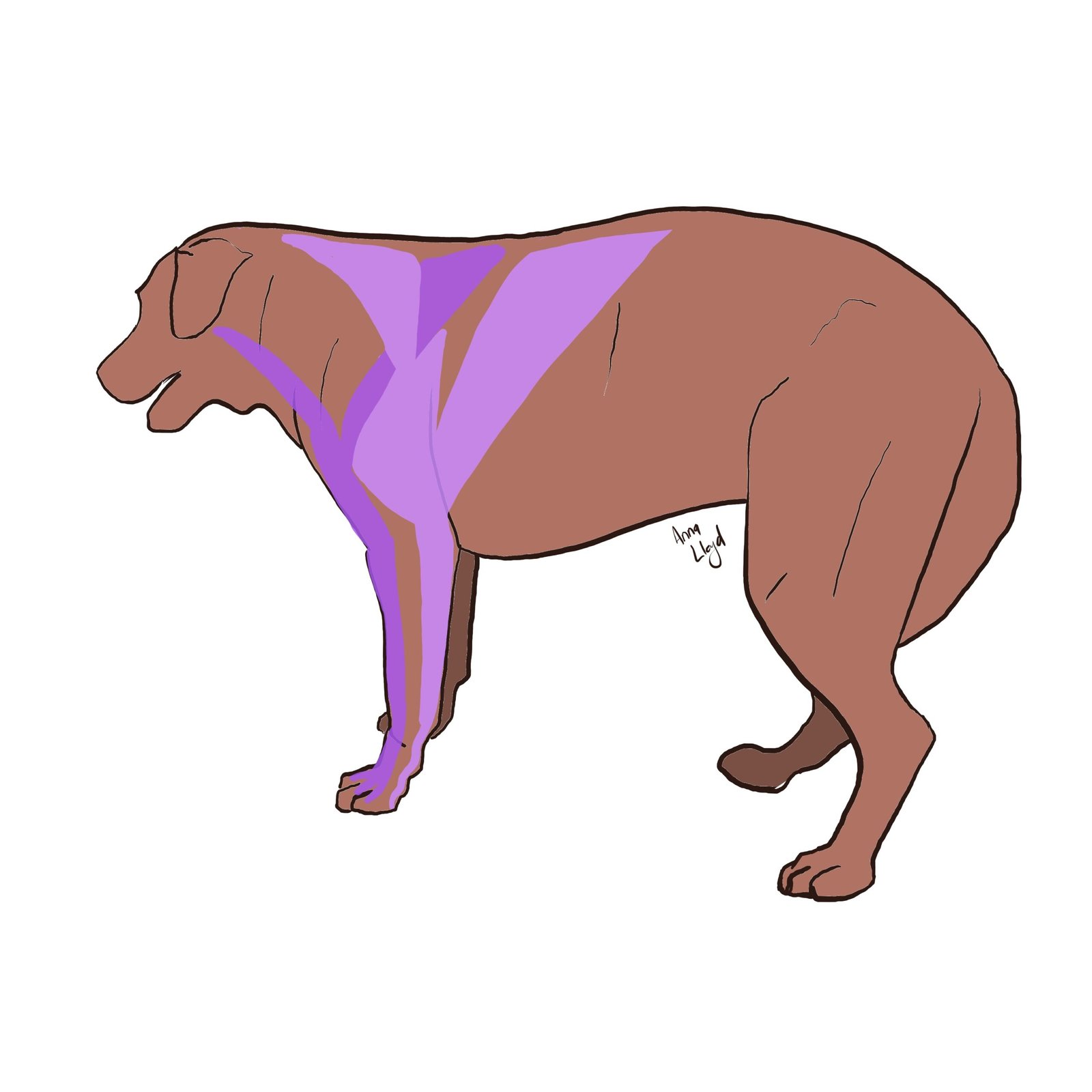 cartoon of Muscular Dystrophy in Dogs