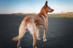Muscular Dystrophy in Dogs