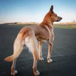 Muscular Dystrophy in Dogs