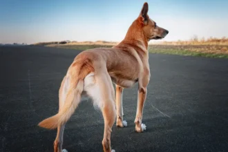 Muscular Dystrophy in Dogs