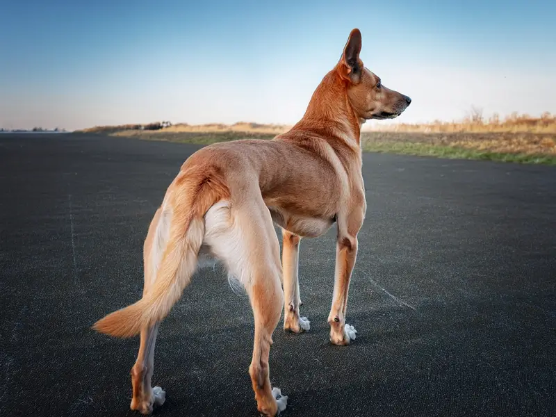 Muscular Dystrophy in Dogs