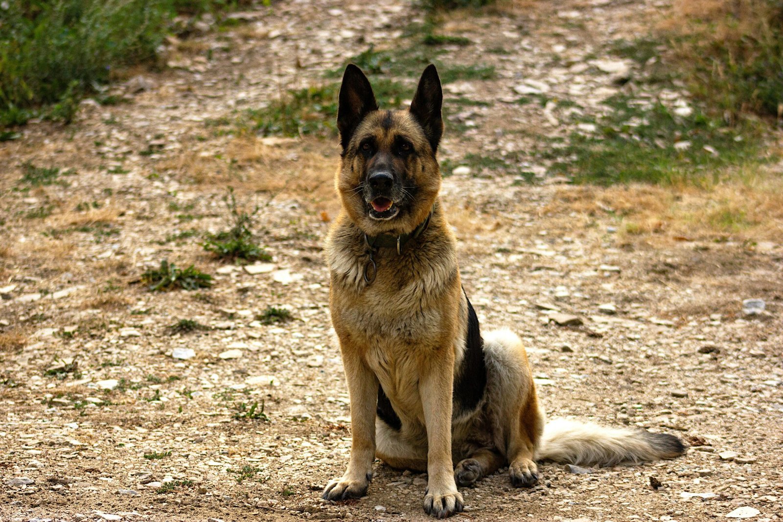 A German Shepherd dog sitting on a dirt path outdoors, looking directly at the camera.