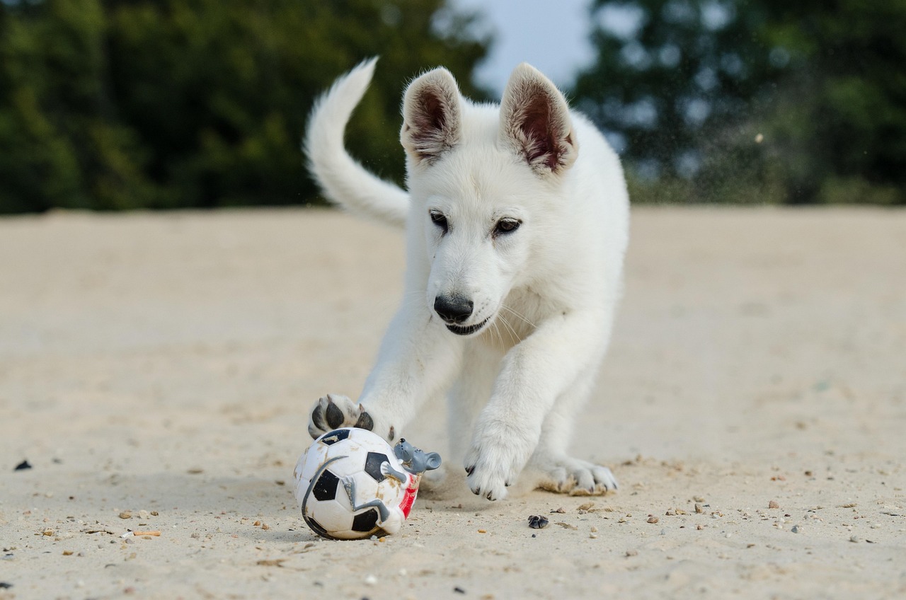 white shepherd dog, puppy, dog puppy, dog puppy on the beach, puppy with ball, puppy, puppy, puppy, puppy, puppy
