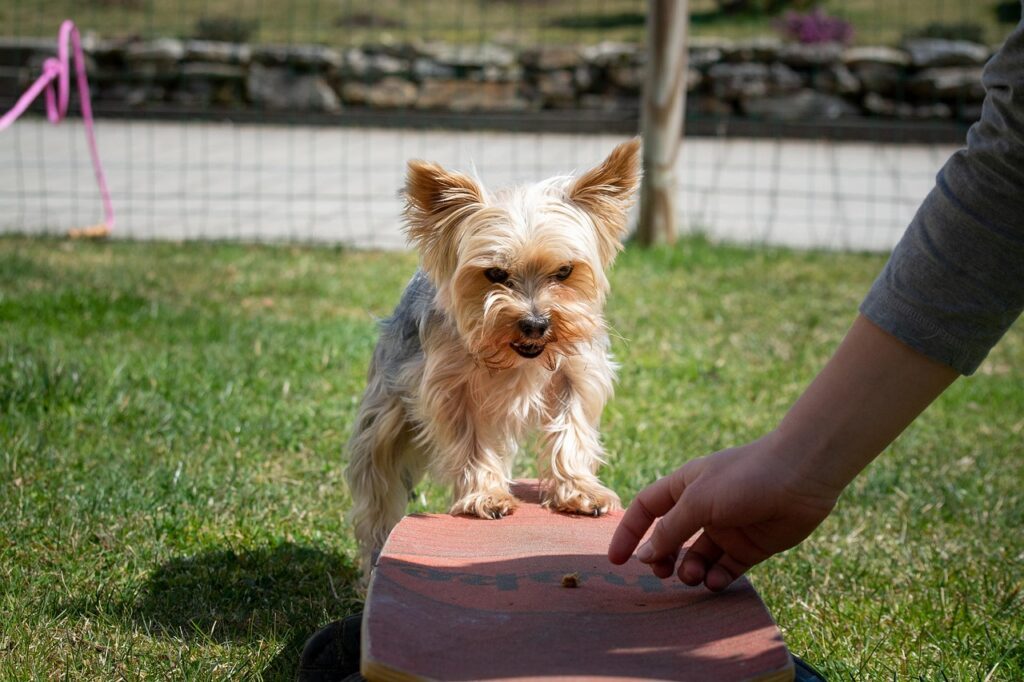 dog, small, education, pet, dog training, yorkie, yorkshire terrier, nature, small dog, purebred dog, animal, domestic animal, cute