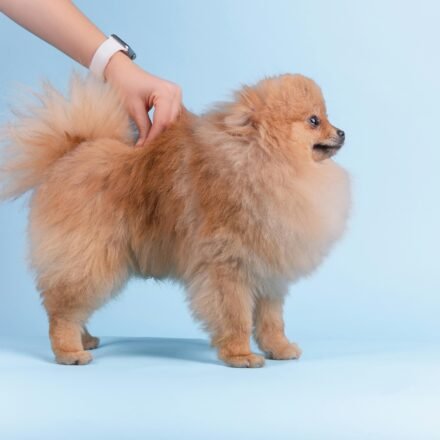 Adorable Pomeranian dog standing on a blue background while being gently groomed.