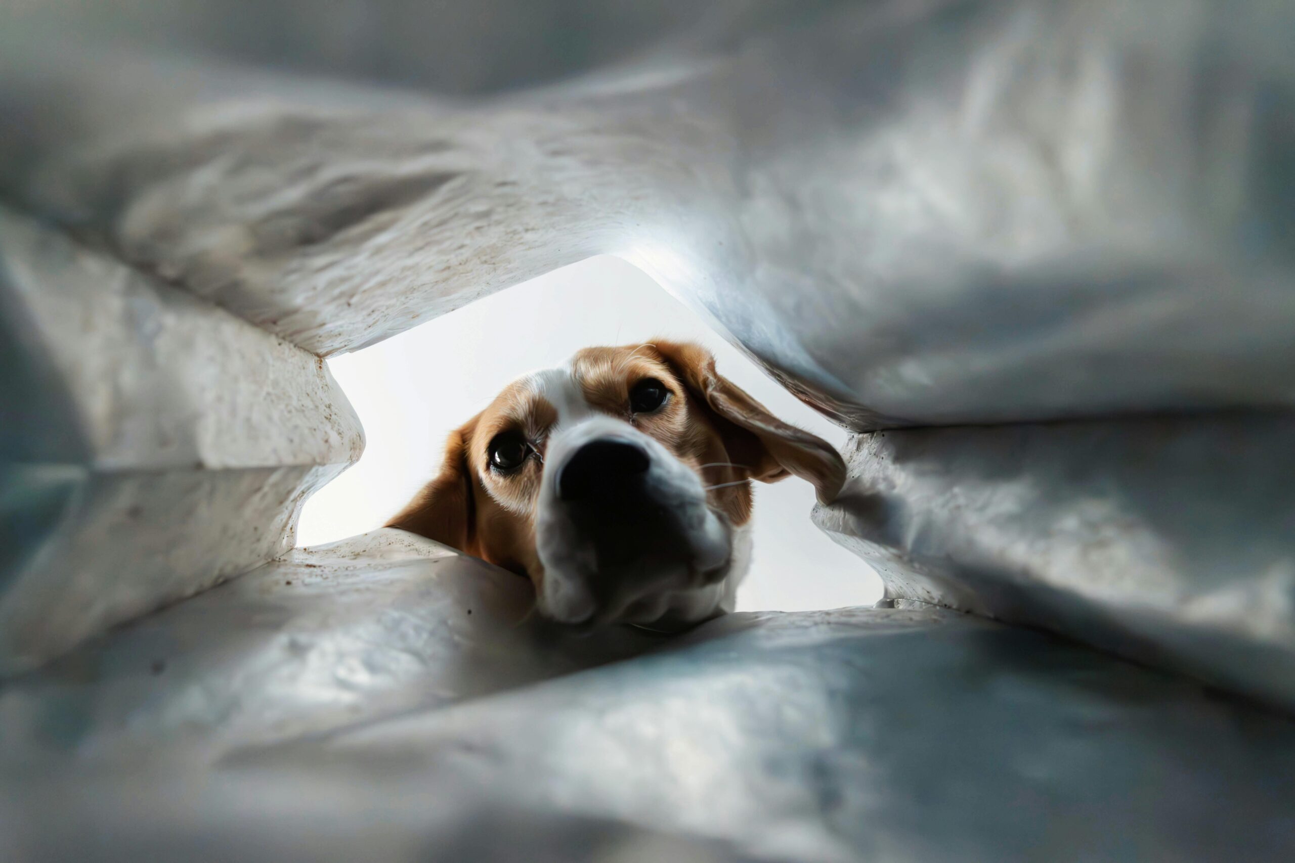 A beagle curiously looking into a bag from a POV perspective with a humorous, surprised expression.